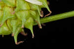 Sulphur sedge